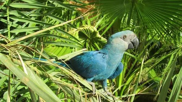 #PARAGUAY Nace en cautiverio Guacamayo azul aunque sigue extinto en su hábitat natural