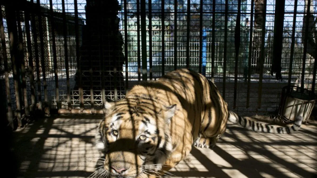 #MUNDO Rescatarán a 40 animales del Zoológico de Gaza