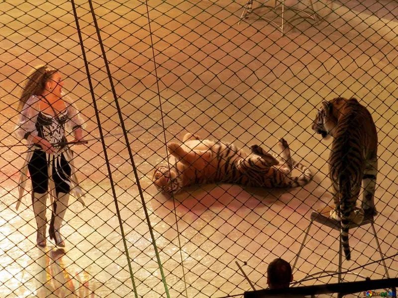 #ESPAÑA Madrid declara la prohibición de los circos con animales salvajes en el ayuntamiento