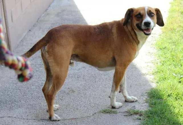 #EPADifunde La historia de Arturo, un perrito rescatado en #SanBernardo que hoy busca un hogar