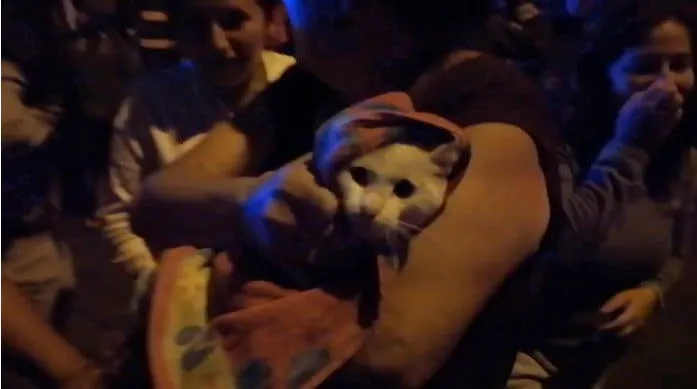 #ANTOFAGASTA Bomberos rescataron a gatito que se encontraba atrapado en una antena de celular a más de 20 metros de altura
