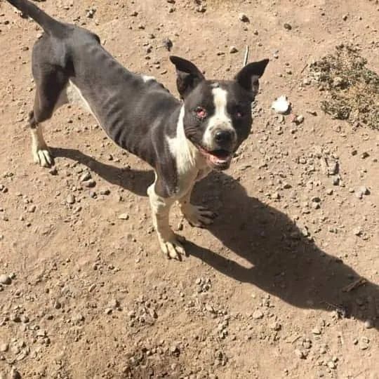 #SANTIAGO Rescatan a perrita pitbull abandonada al interior de una propiedad