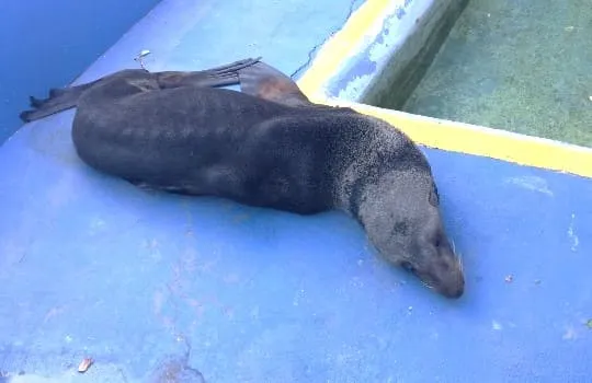 #BIOBIO Lobo marino muere en Concepción tras cruel maltrato