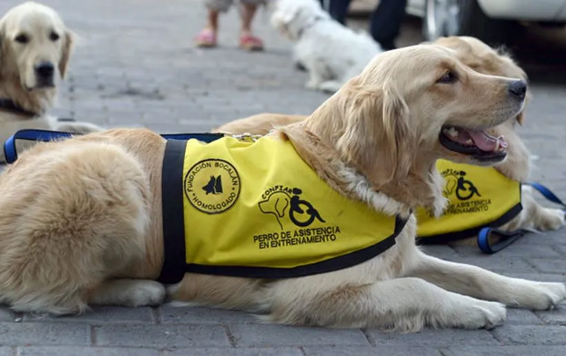 #PUNTOLEGAL Las claves para comprender la Ley 20.025, que regula el trabajo de los llamados perros guías con sus humanos