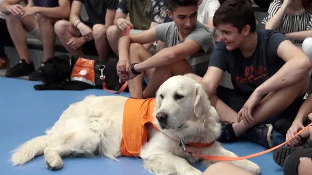 #TENDENCIAS La Universidad Complutense utiliza perros para reducir el estrés de sus alumnos