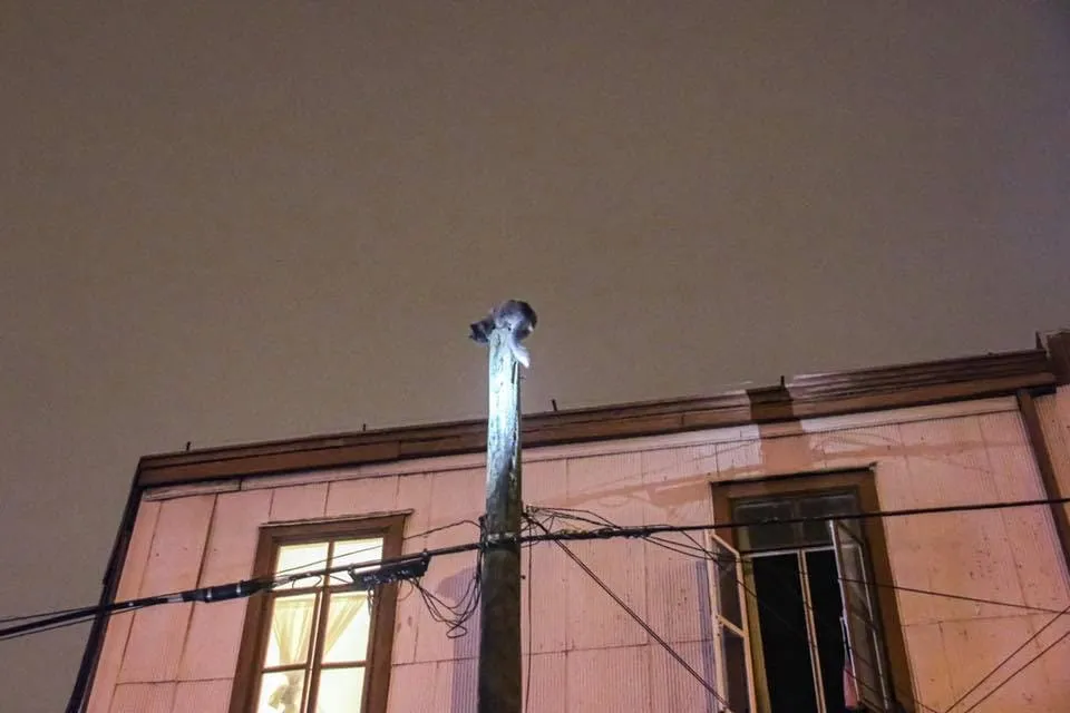 #VALPARAISO Bomberos rescataron a gatito que fue abandonado y estaba en lo alto de un poste