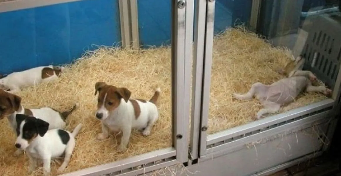 #ARGENTINA Provincia de Buenos Aires prohibió la exhibición de animales en vidrieras