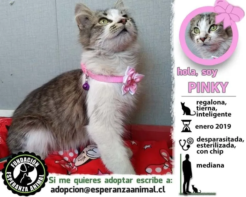 #EPADifunde Pinky, una tierna gatita rescatada que hoy busca un hogar