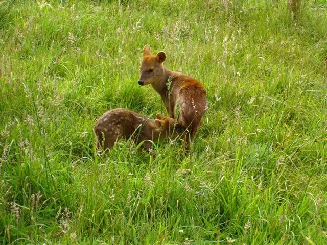 #MIRADANACIONAL UACh y UdeC aportarán a la creación de Plan de Conservación para el pudú que impulsa CONAF