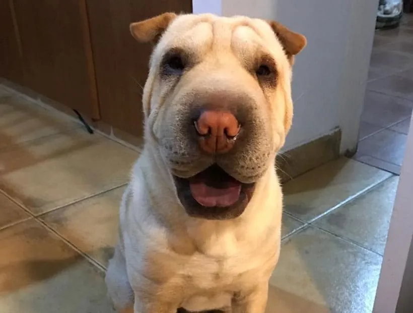 #VALPARAISO Buscan a perrita que se perdió mientras era llevada al veterinario