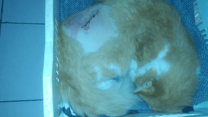 #MAULE Piden ayuda para costear operación de joven gato que fue atropellado en #Curicó
