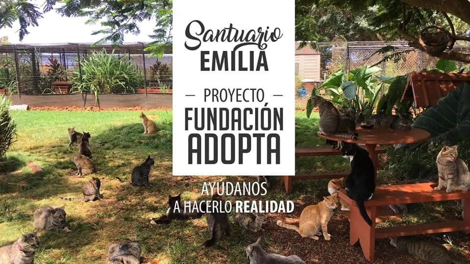 #CAMPAÑAS Pensando en los gatos mayores, piden apoyo para construir un Santuario felino