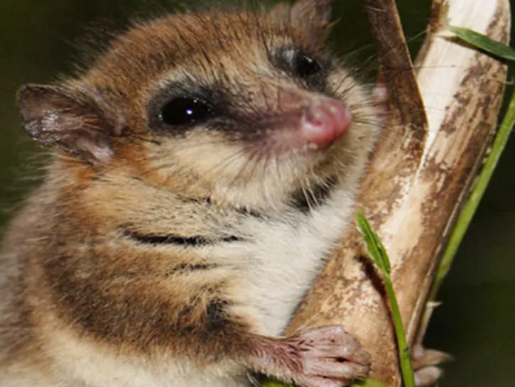 #LOSLAGOS Se extiende el rango de distribución del monito del monte, llegando a comunas de la región