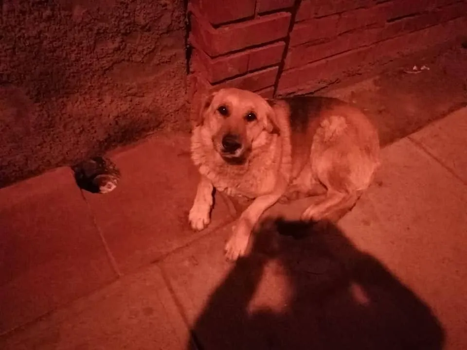 #OHIGGINS Amantes de los animales alzarán su voz este sábado por la captura y abandono de 3 perros comunitarios por parte de la Municipalidad de Rancagua