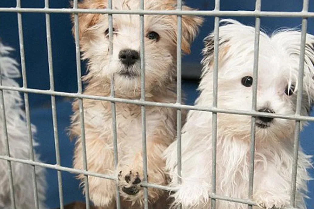 #PUNTOLEGAL Barcelona logra llevar a juicio a una tienda de animales por maltrato animal