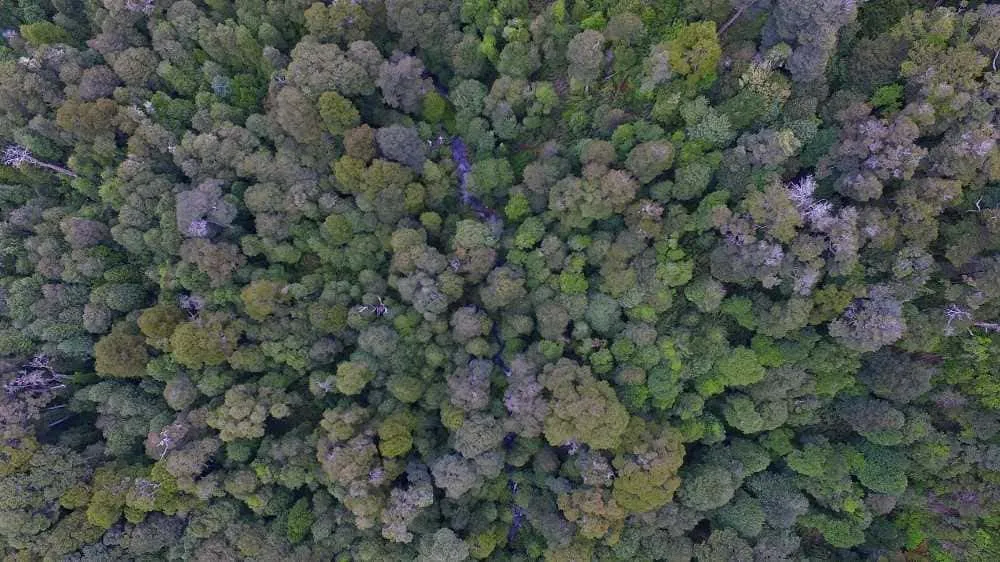 #LAARAUCANIA La Cuenca de Tinquilco, sobreviviente del pasado de los bosques nativos del centro sur de Chile