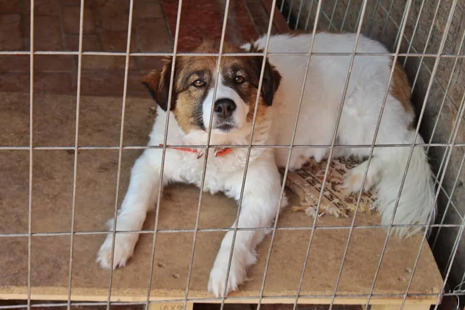 #EPADifunde Una perrita rescatada de la calle busca un hogar