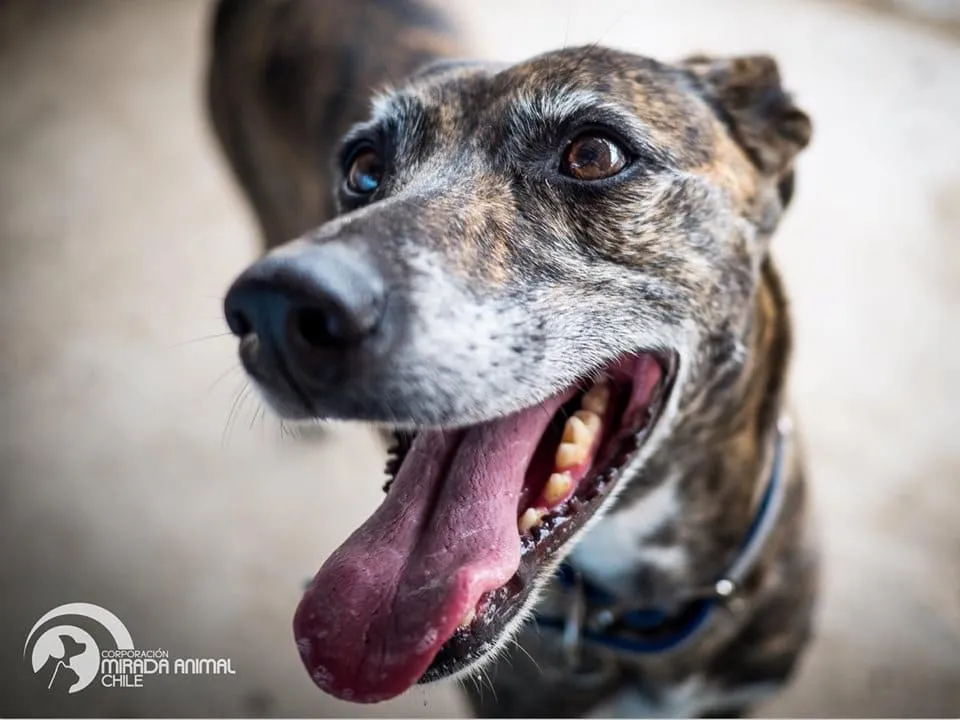 #EPADifunde La historia de Galga, perrita galgo que fue abandonada en las afueras de un refugio y hoy busca un hogar