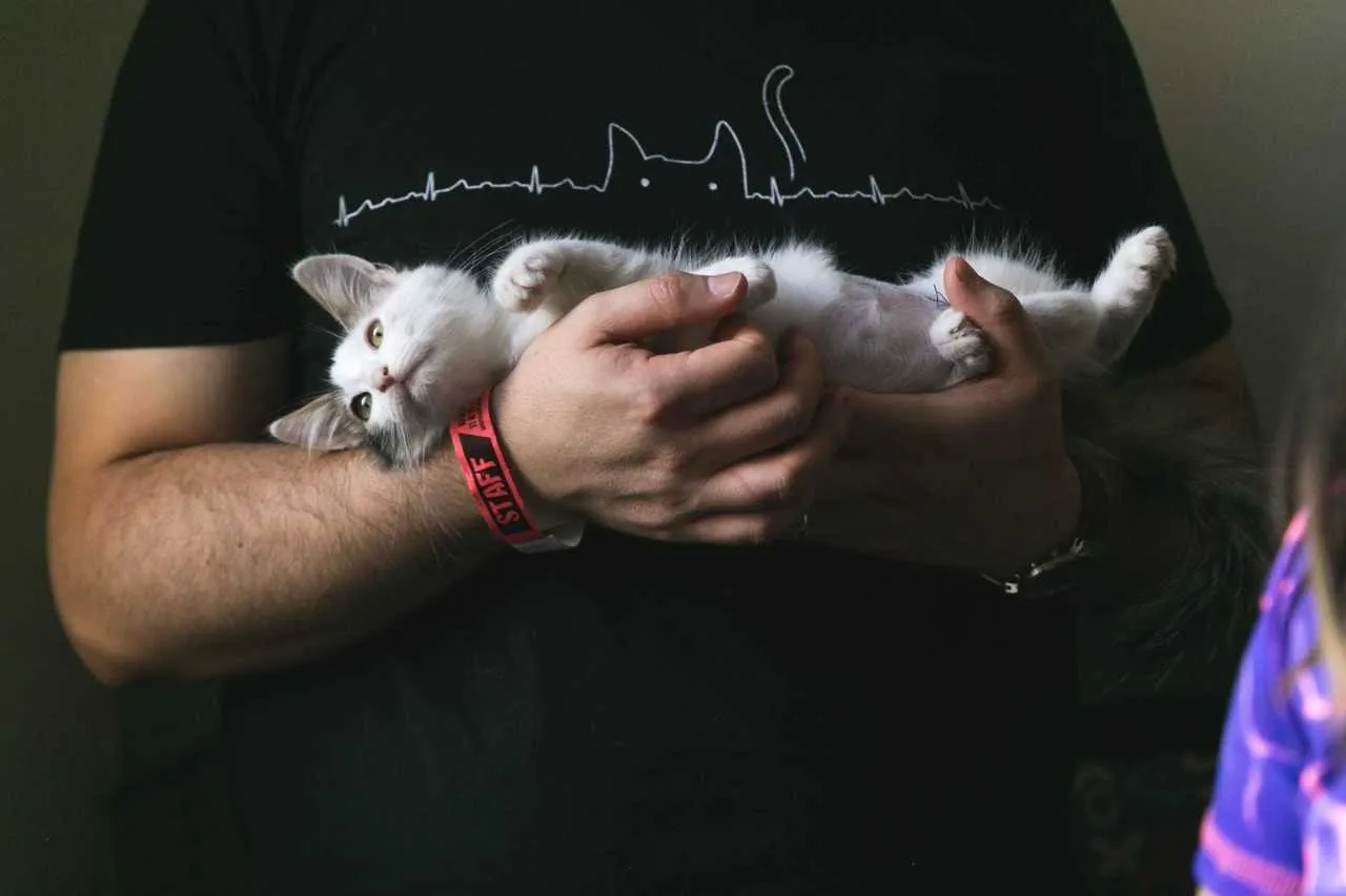 #TENDENCIAS Agosto, mes de los gatos: bienestar e higiene en una arena ecológica