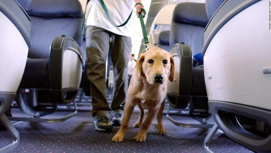 #ESTADOSUNIDOS Gobierno federal anuncia nuevas pautas para animales de servicio y apoyo emocional en aviones