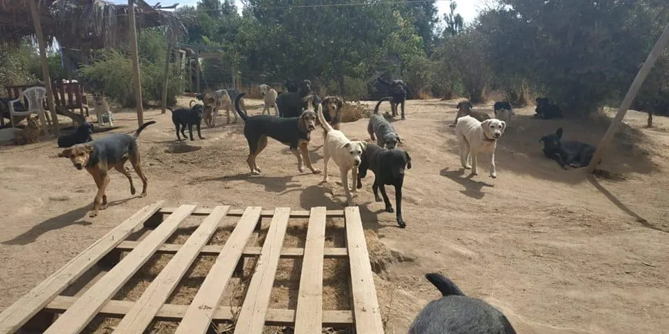 #ARGENTINA Intentan matar a 53 animales de un refugio: donaron alimento mezclado con vidrios y veneno