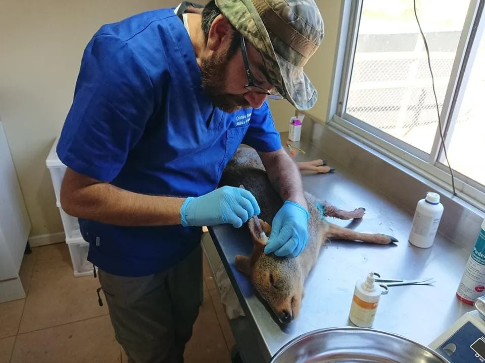 #BIOBIO Farkas ayuda a veterinario que se dedica a rescatar aves en Tomé y sus alrededores