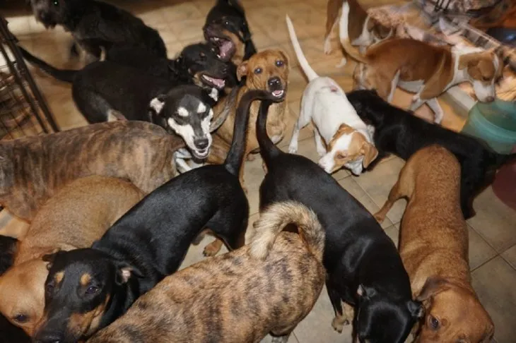 #MUNDO Una mujer salvó a 97 perros callejeros del huracán Dorian