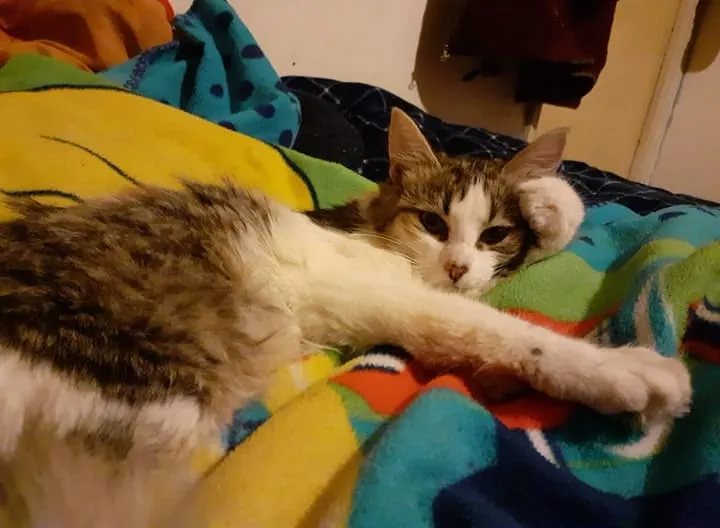 #AYSEN Piden ayuda para tierna gatita que fue atacada por un can