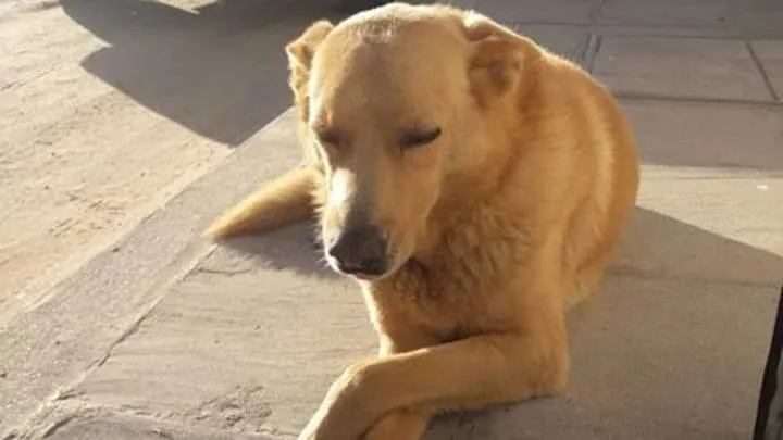 #ARGENTINA Proteccionistas de animales pidieron justicia por “Rubio”, perrito brutalmente asesinado, frente al Congreso