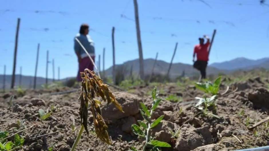 #MAULE Provincia de Curicó enfrenta una de sus temporadas más secas, en el contexto de una crisis hídrica