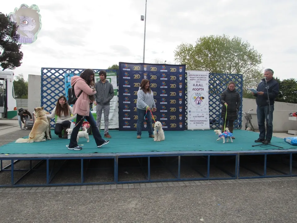 #BioBio En el Polideportivo de Los Ángeles se desarrollo la sexta Feria de Tenencia Responsable de Mascotas.