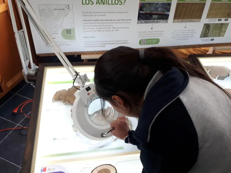 #OHIGGINS La historia oculta en los árboles milenarios de la región