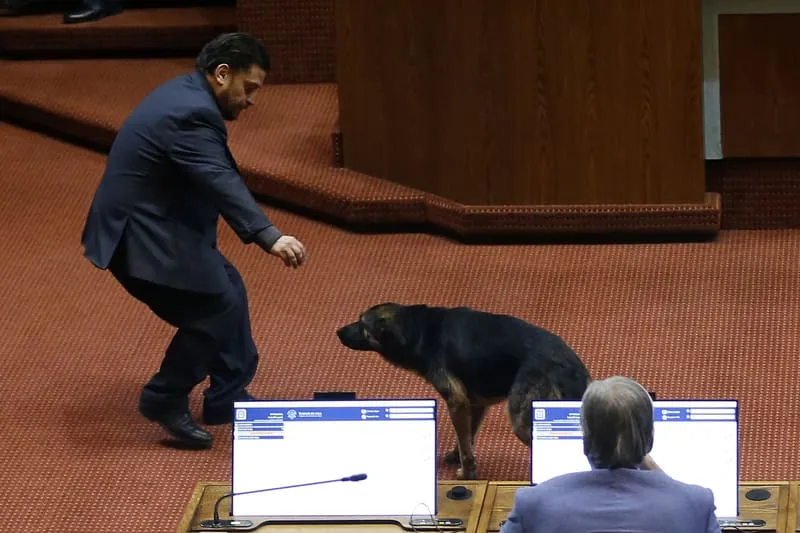 #VALPARAISO Perro ingresó a la Cámara de Diputados mientras se debatía proyecto de ley relativo al seguro catastrófico