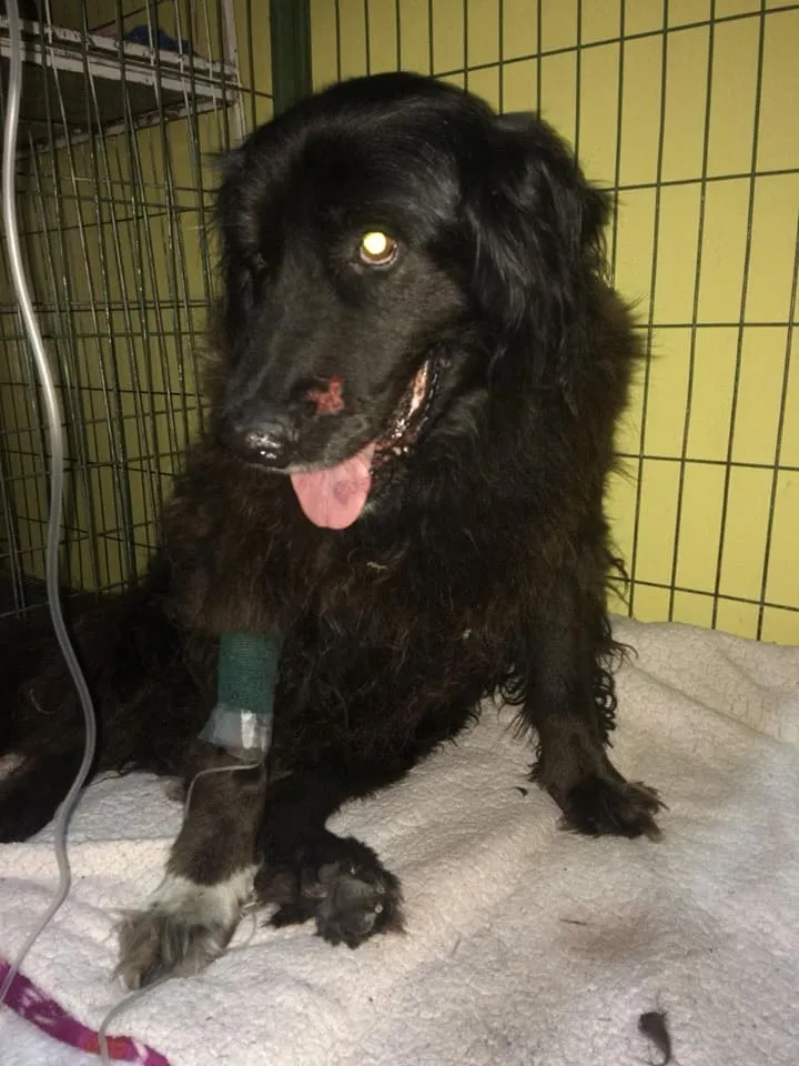 #VALPARAISO Perrito atropellado por vehículo de Carabineros, en medio de las protestas, se recupera paulatinamente
