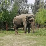 Ramba 