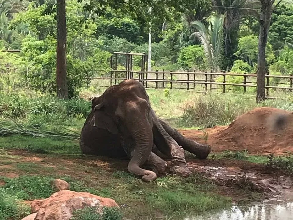 #PUNTOLEGAL Juez determina que Ramba «no es una mercancía», rechazando el cobro que el Estado Brasileño quería hacerle al Santuario por llegada del elefante
