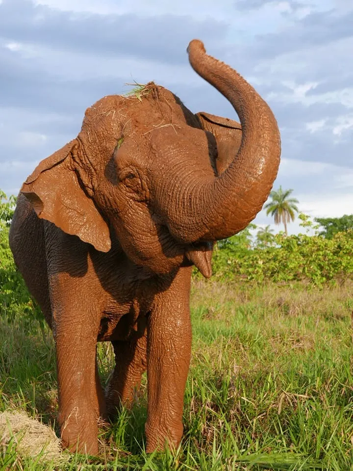 Ramba en Brasil 