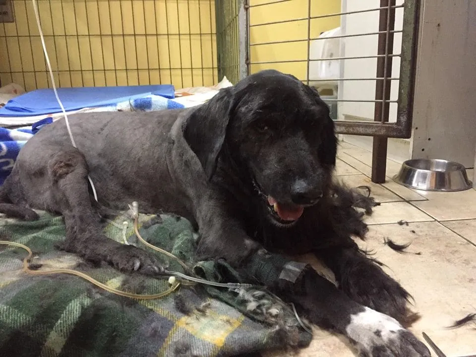 #PUNTOLEGAL Tribunal declara admisible querella presentada contra responsables de atropello de perrito comunitario en #Valparaíso
