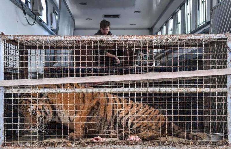 #MUNDO Operación rescate de nueve tigres varados en Polonia para que descansen en Alicante