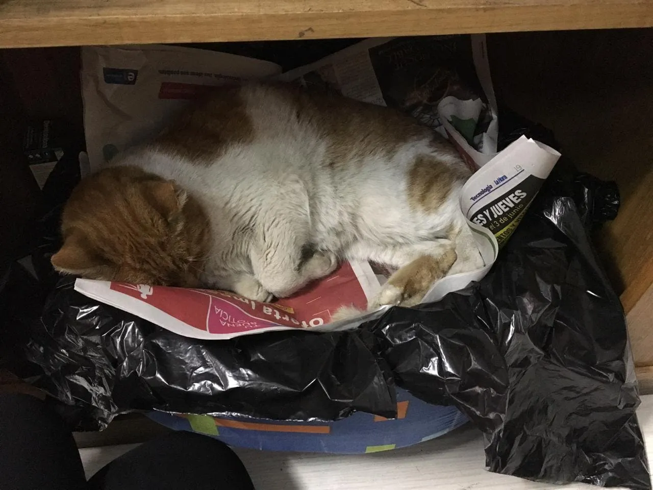 #SANTIAGO La historia de Seremiau, el gatito que vivía en la Seremi de Educación y falleció tras una brutal golpiza