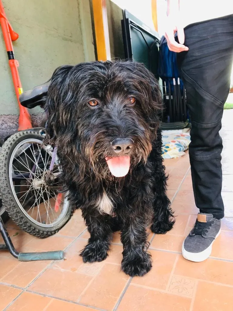 #EPADifunde Perrito encontrado en #Quilicura busca a sus humanos