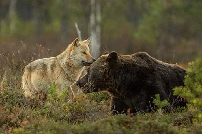 #TENDENCIAS Una hermosa amistad inter especie