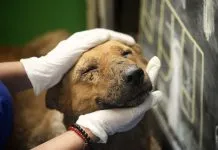 Dictación de ordenanzas municipales en pro de los derechos de los animales en Chile: ¿cuáles son sus implicancias jurídicas y prácticas?