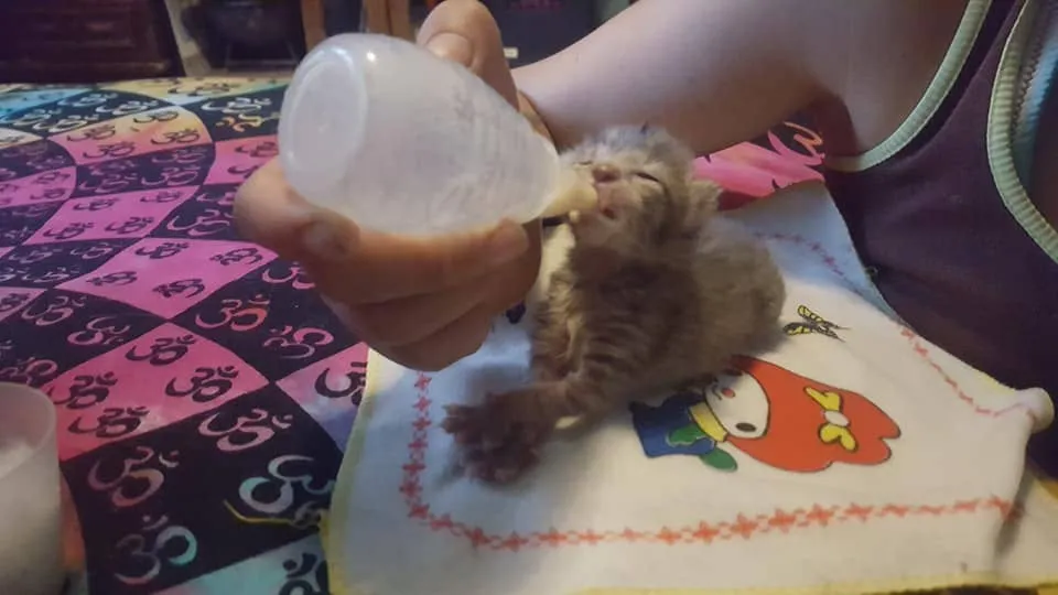 #EPADifunde Dos gatitos pequeños encontrados en la calle, buscan un hogar responsable con urgencia