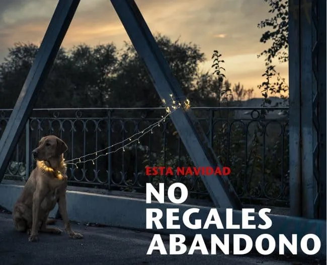 #MIRADANACIONAL Comprar animales en Navidad podría aumentar el abandono de ellos, acusa Colegio Médico Veterinario (COLMEVET)