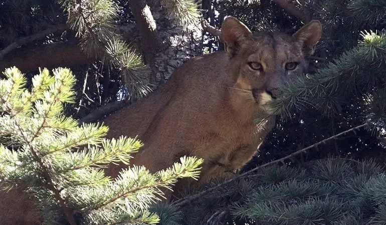 #MIRADANACIONAL Las razones que explicarían el aumento de los avistamientos de pumas en las ciudades