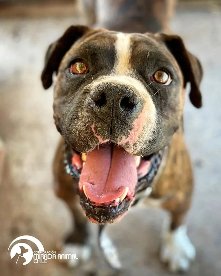 #EPADifunde Hermoso perrito rescatado busca un hogar