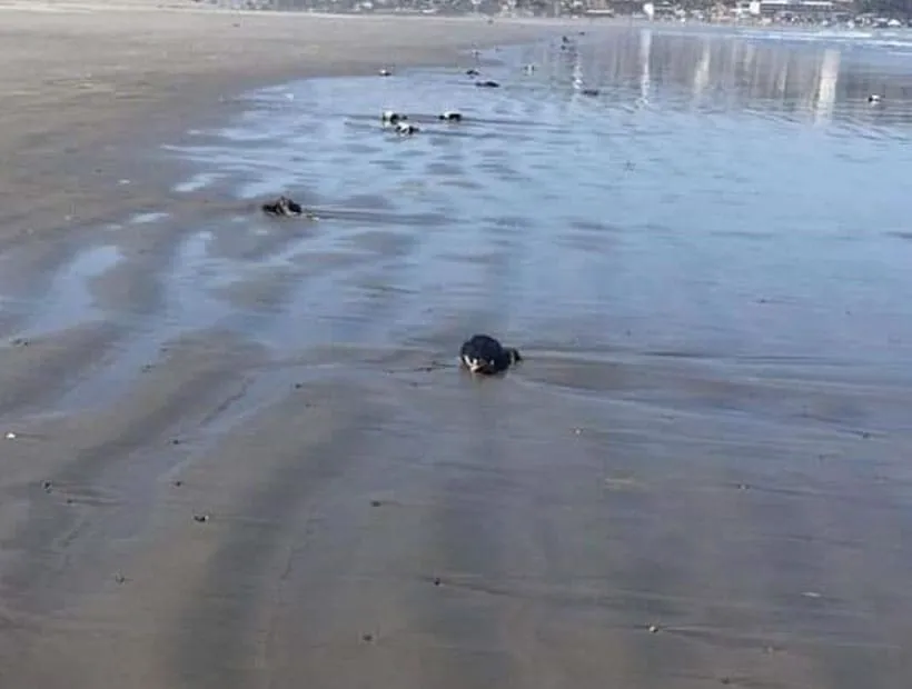 #VALPARAISO Investigan extraño caso en playa de Concón: 80 animales habrían fallecido en las orillas