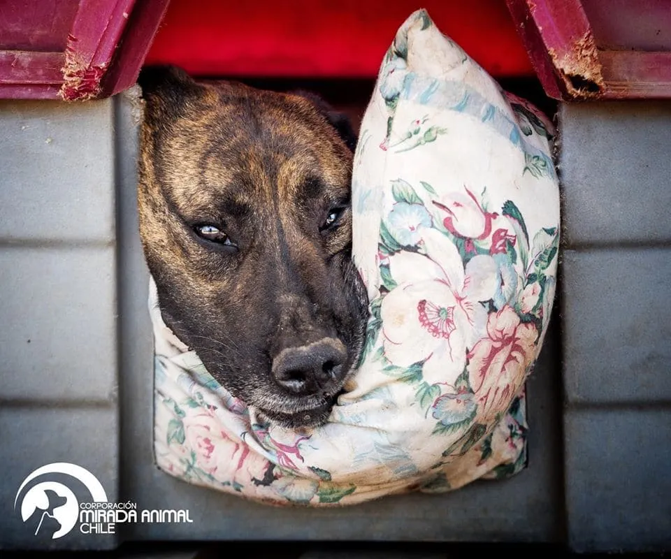 #EPADifunde Harcos, un pequeño gigante perruno en búsqueda de hogar