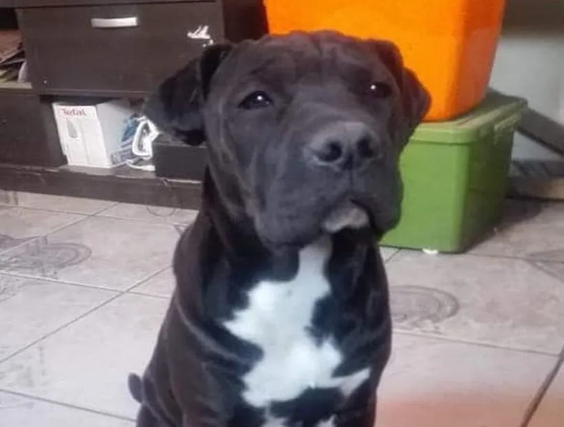 #ATACAMA Denuncian muerte de perrita durante operativo de esterilización en Vallenar